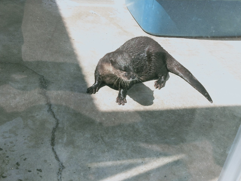 京急油壺マリンパーク コツメカワウソ