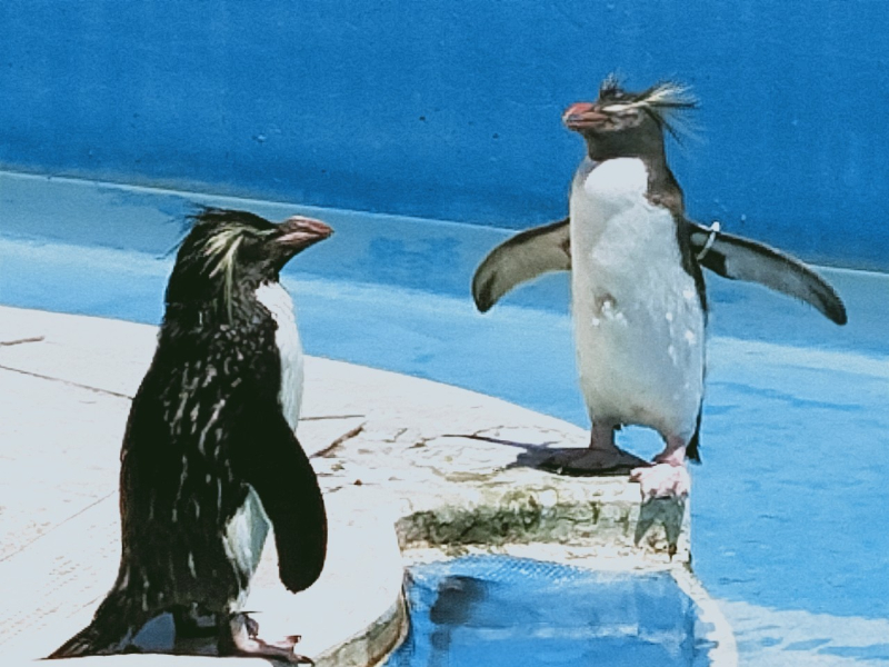 京急油壺マリンパーク イワトビペンギン